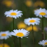 Wild Daisies_25603